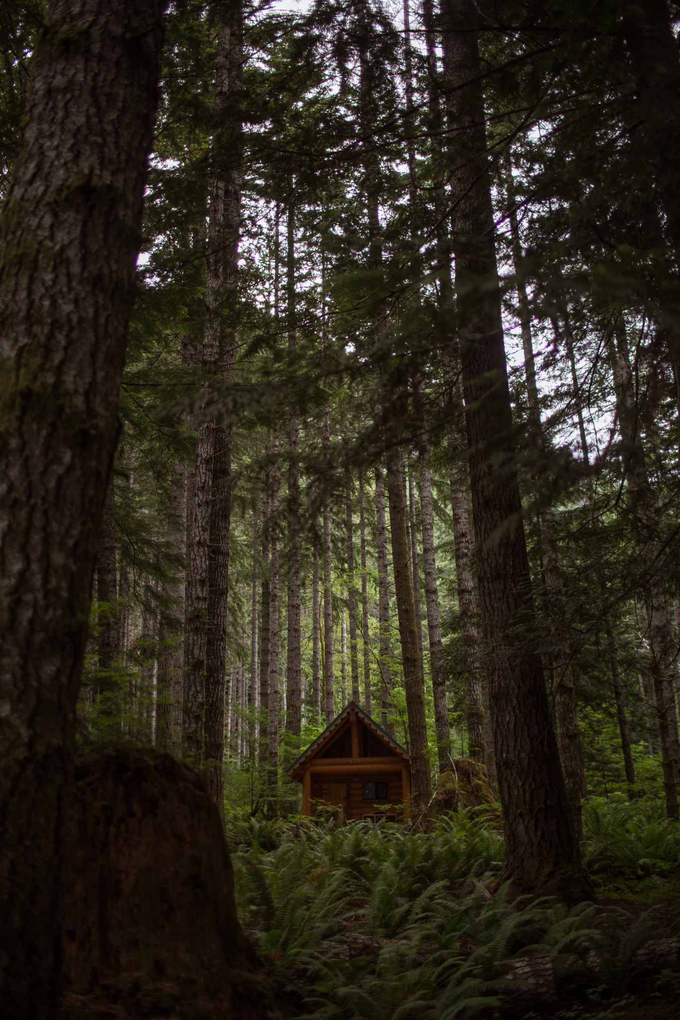 Washington Olympia State Park Photographer