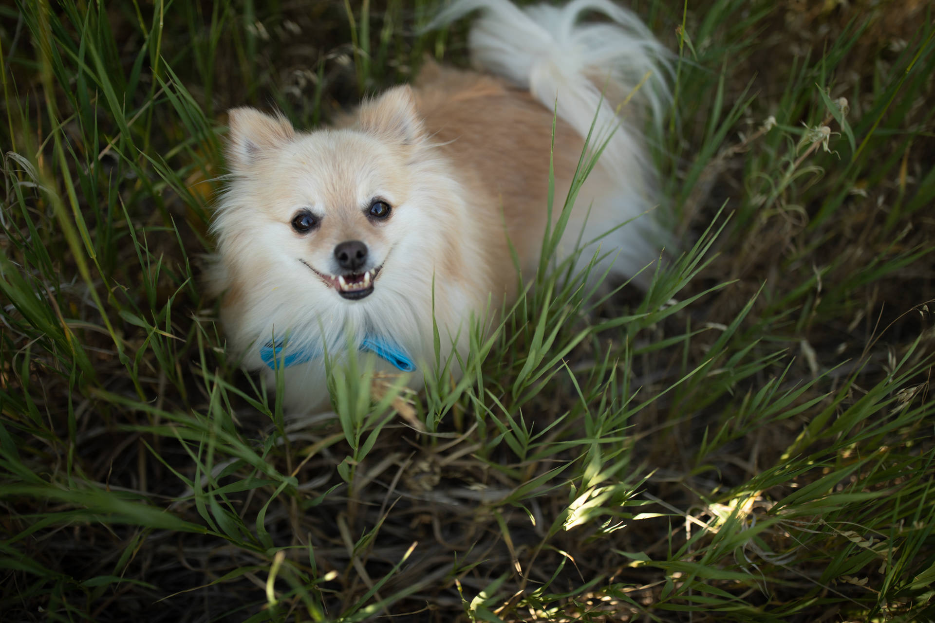 Dog Portraits Engagements Weddings Snow Basin Faces Photography