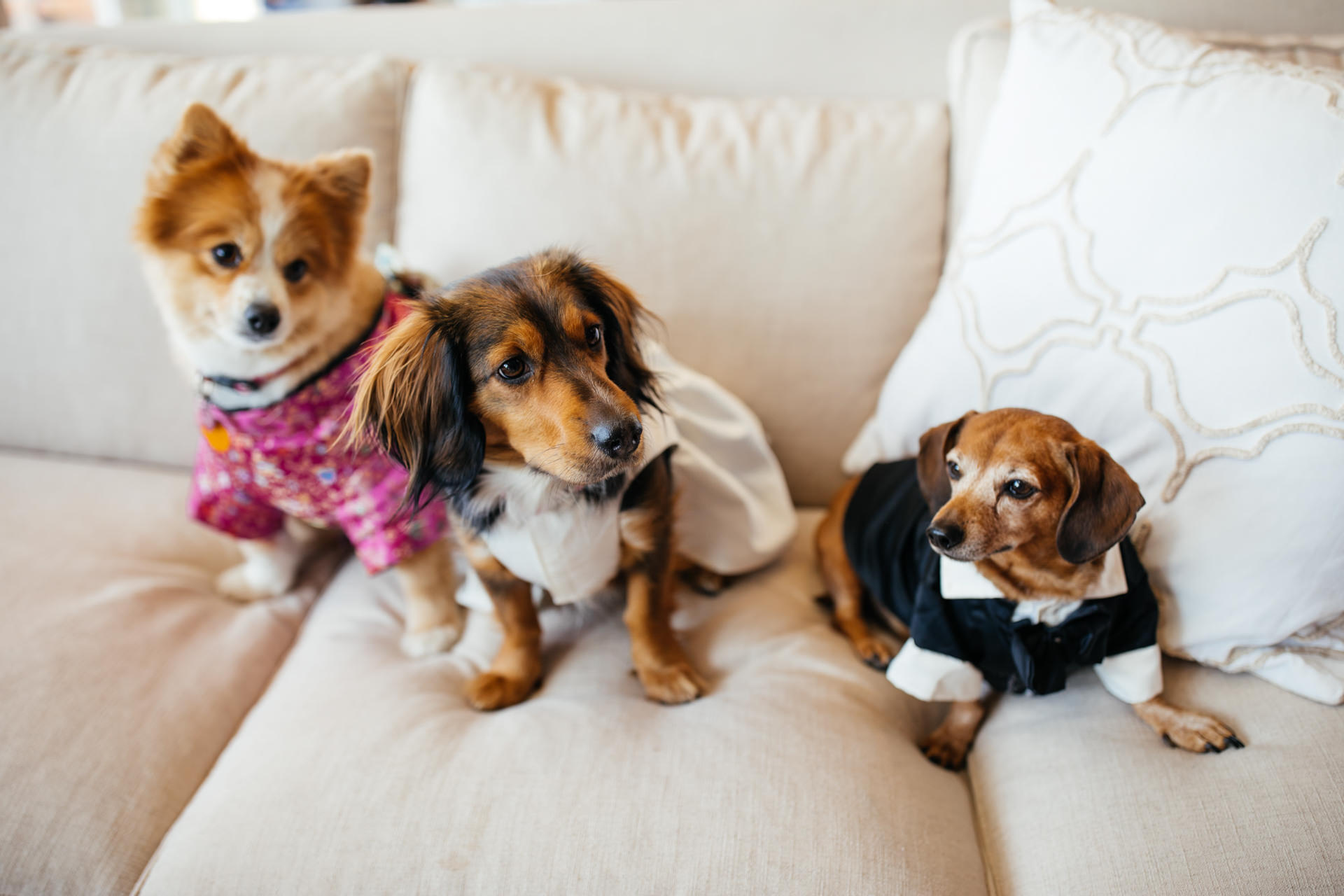 Dogs in Wedding Clothes Faces Photography