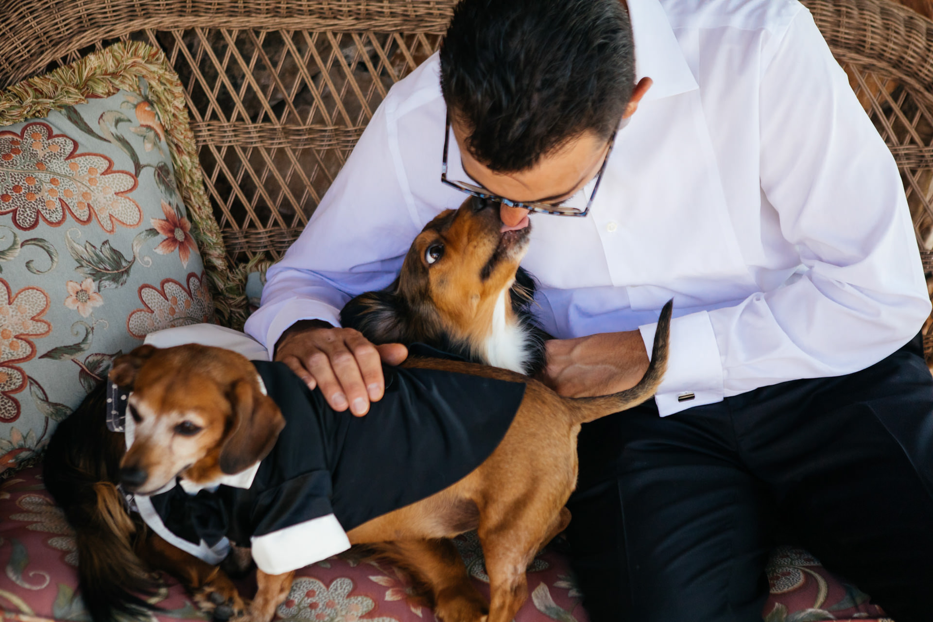 Dogs in Wedding Clothes Faces Photography