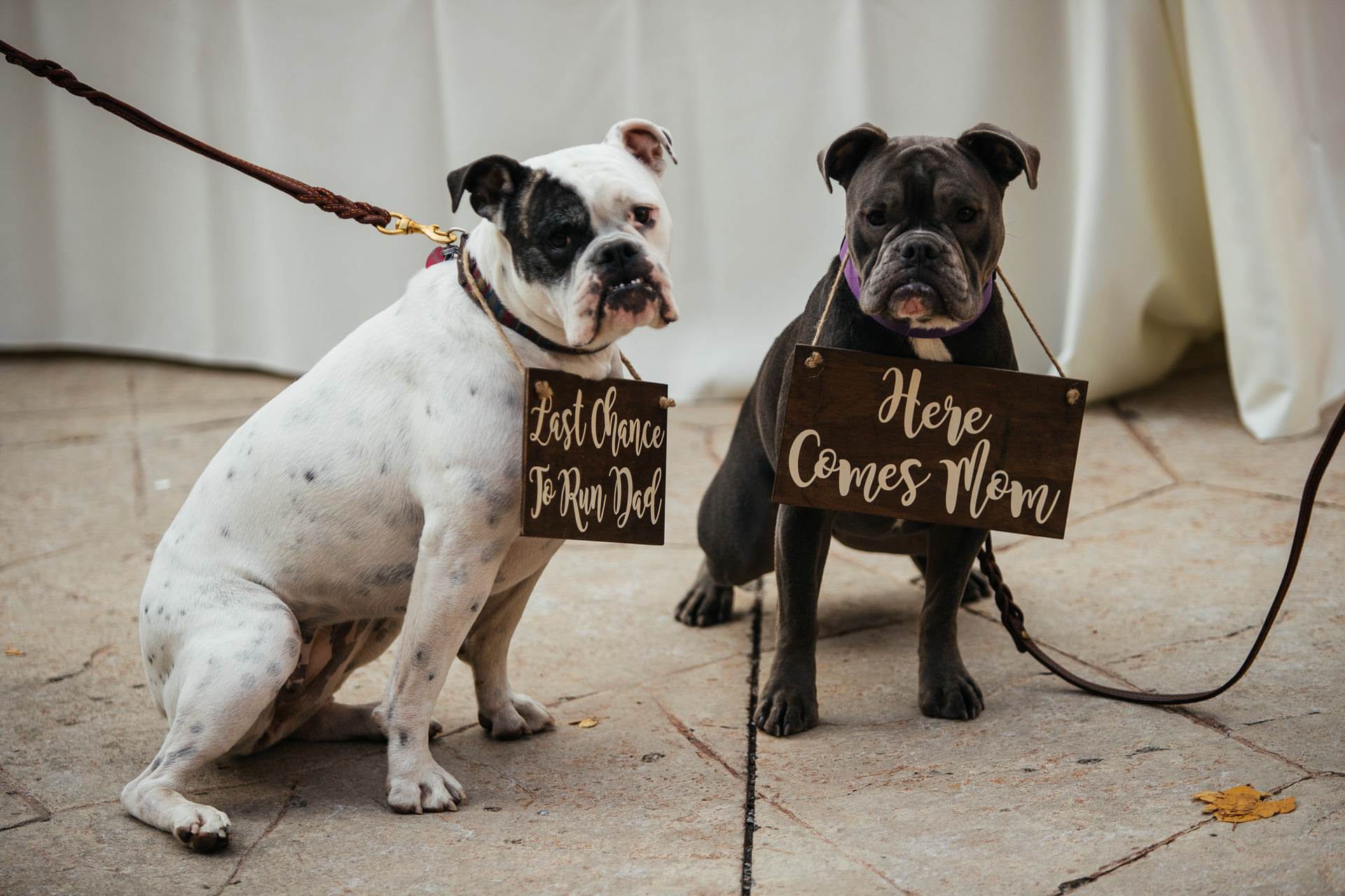 Wedding Dogs Walk down aisle Faces Photography