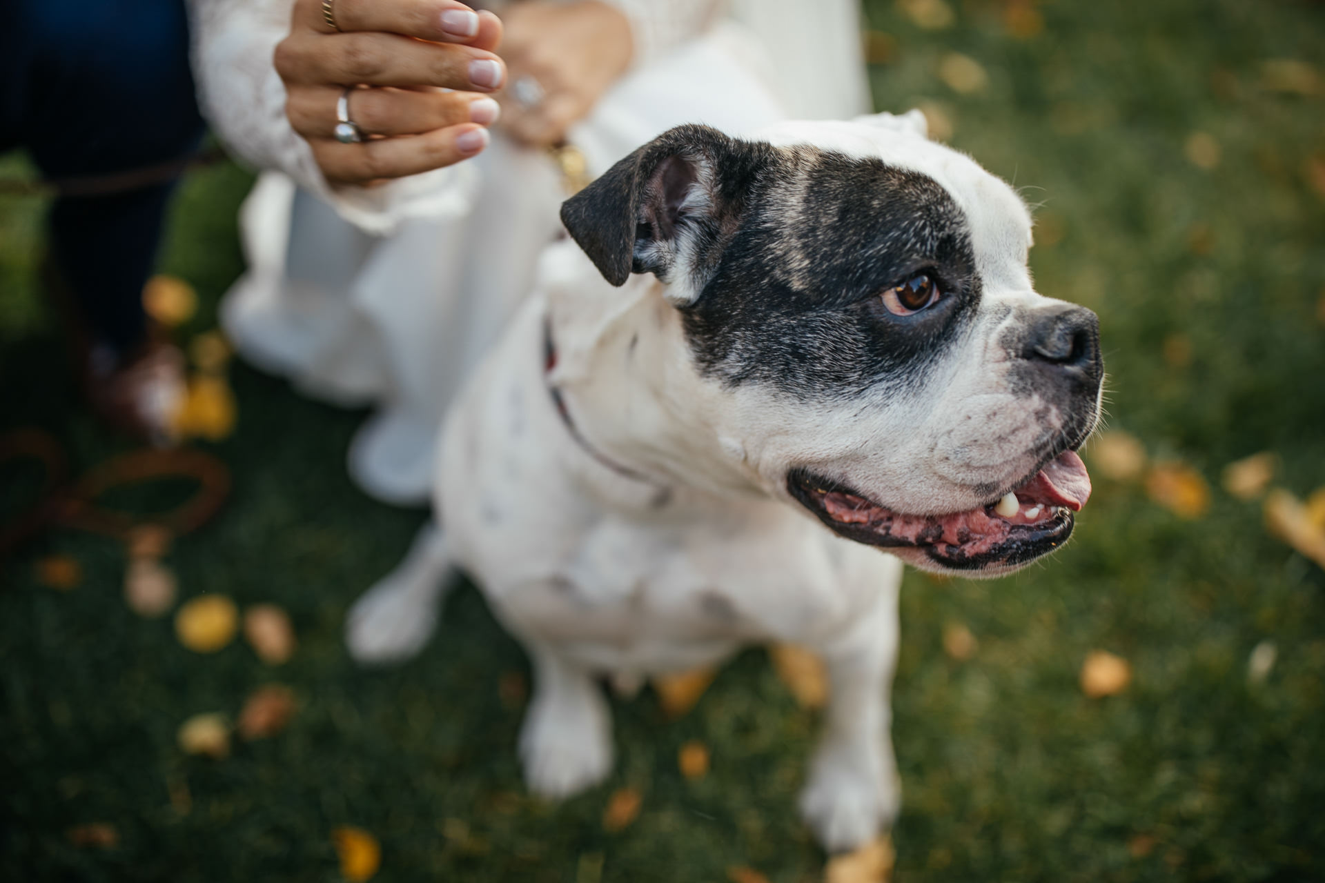 Dog Portraits Wedding Faces Photography