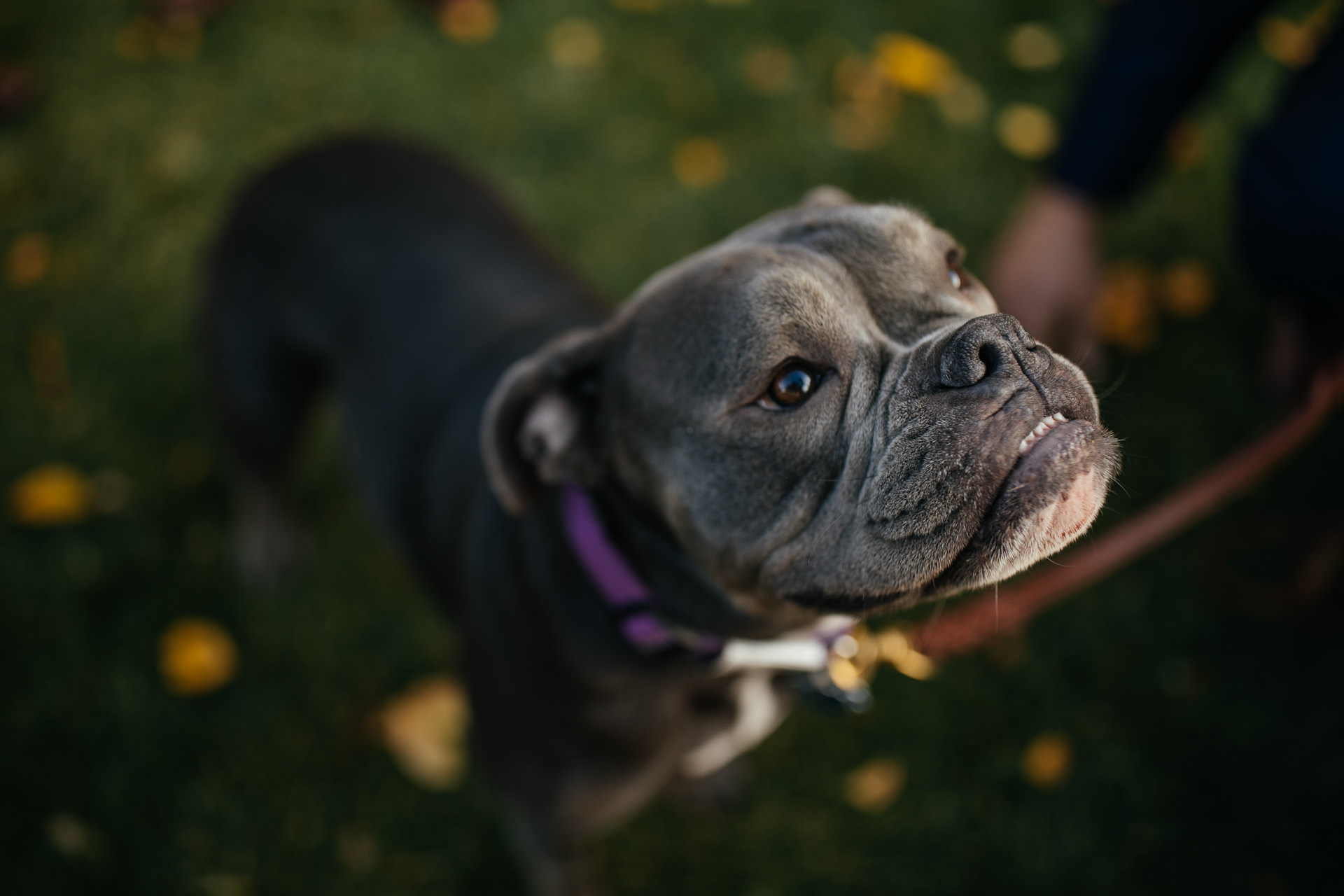 Dog Portraits Wedding Faces Photography