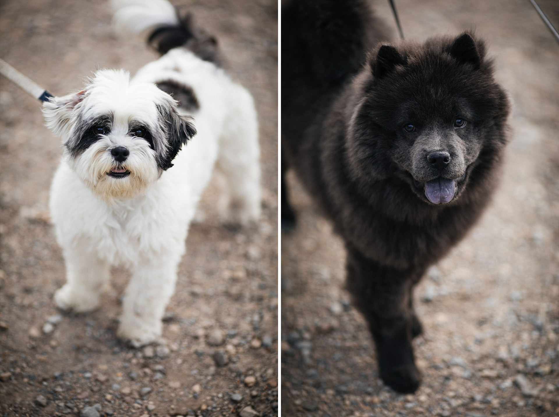 Dog Portraits Weddings Engagements Faces Photography