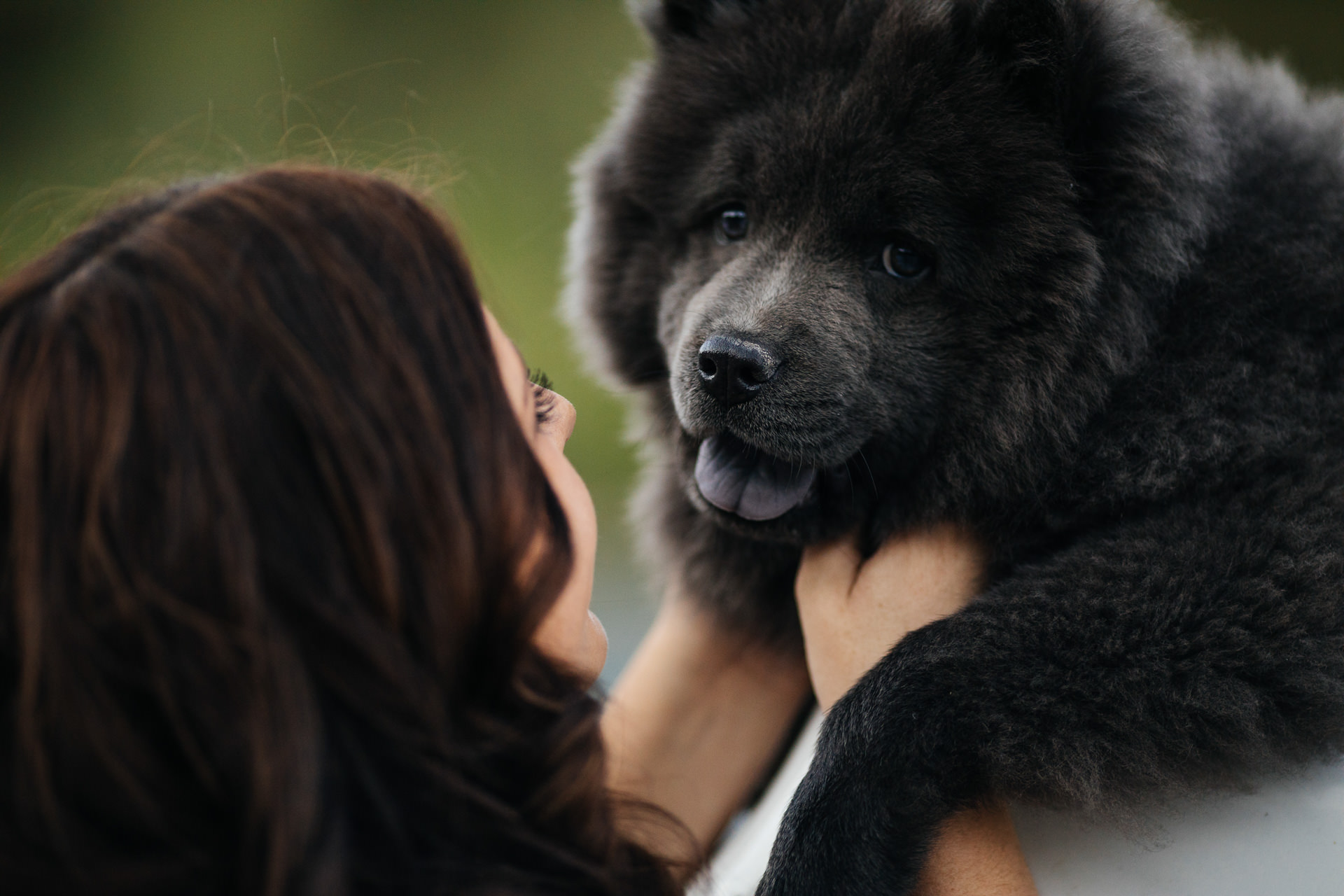 Dog Portraits Weddings Engagements Faces Photography