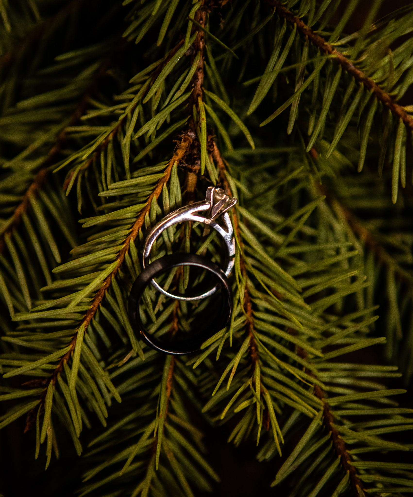 Knot and Pine Ring Shots